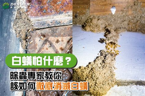 房間很多白蟻|白蟻怕什麼？防治消滅方法整理包：防堵白蟻入侵5點。